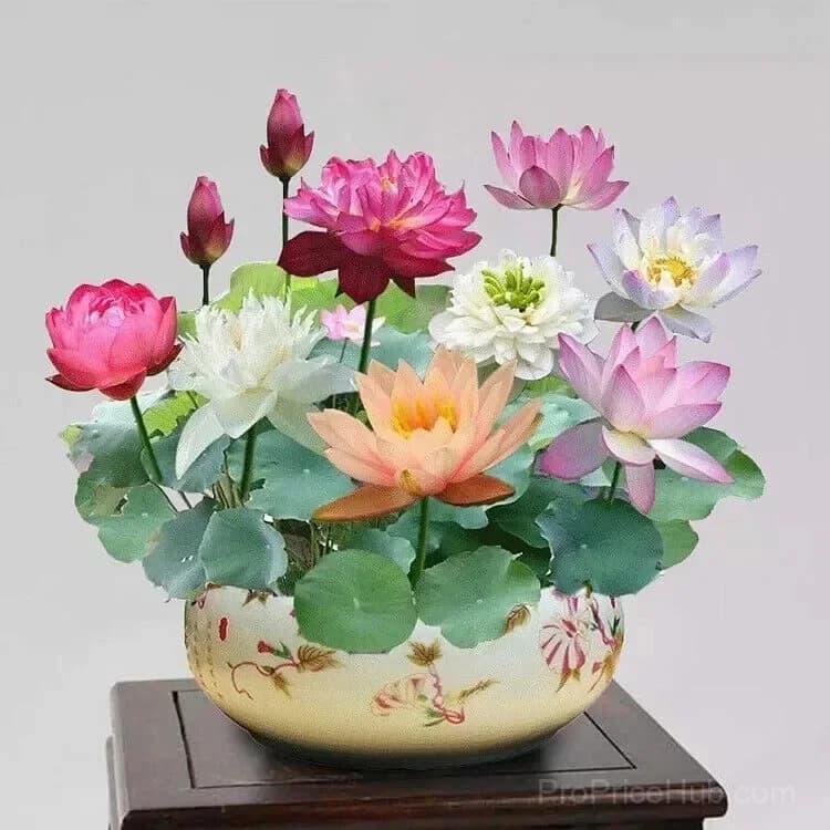 Bonsai Lotus Seeds for Seasonal Planting - Main
