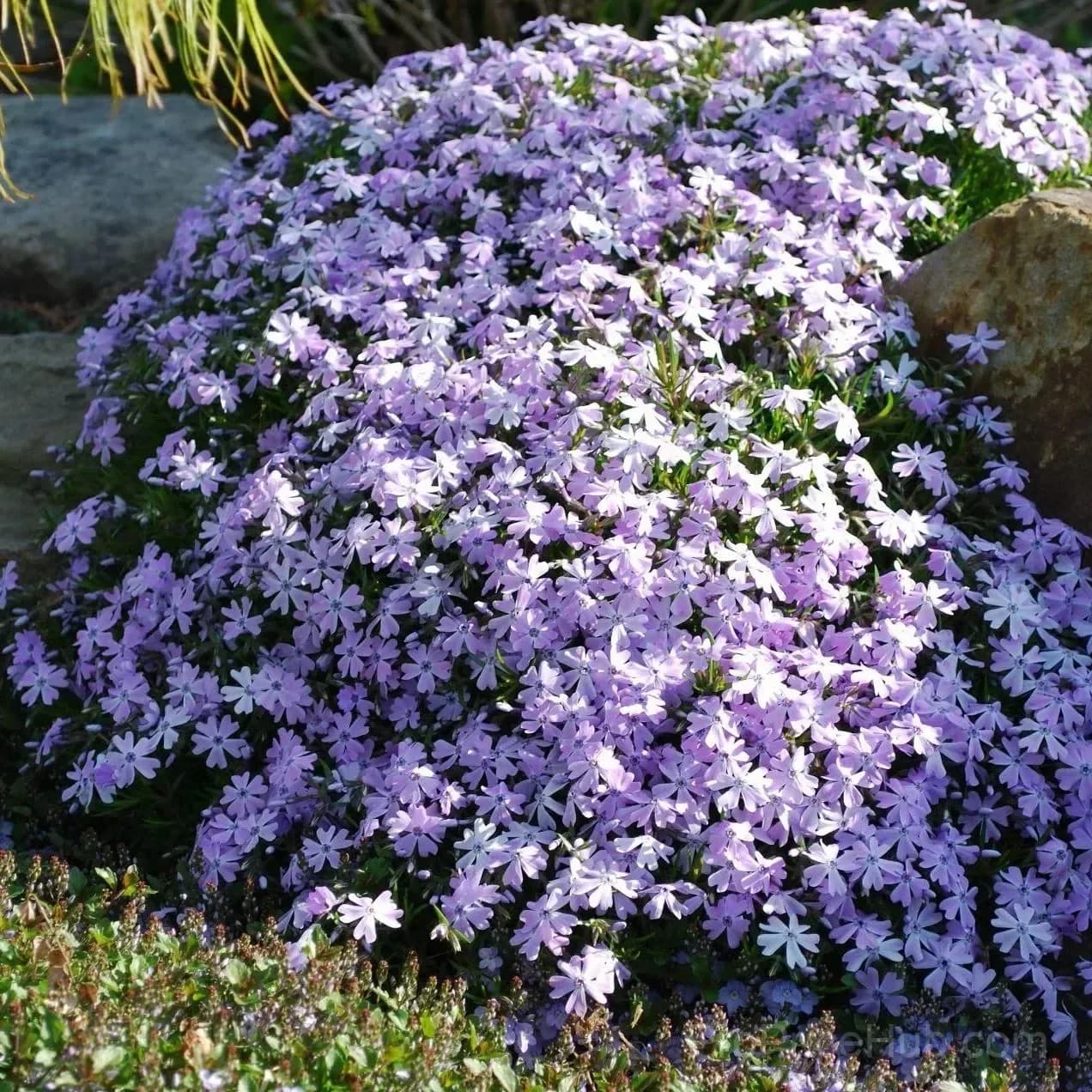 Creeping Phlox Seeds - Perennial Ground Cover with Vibrant Flowers - View 5