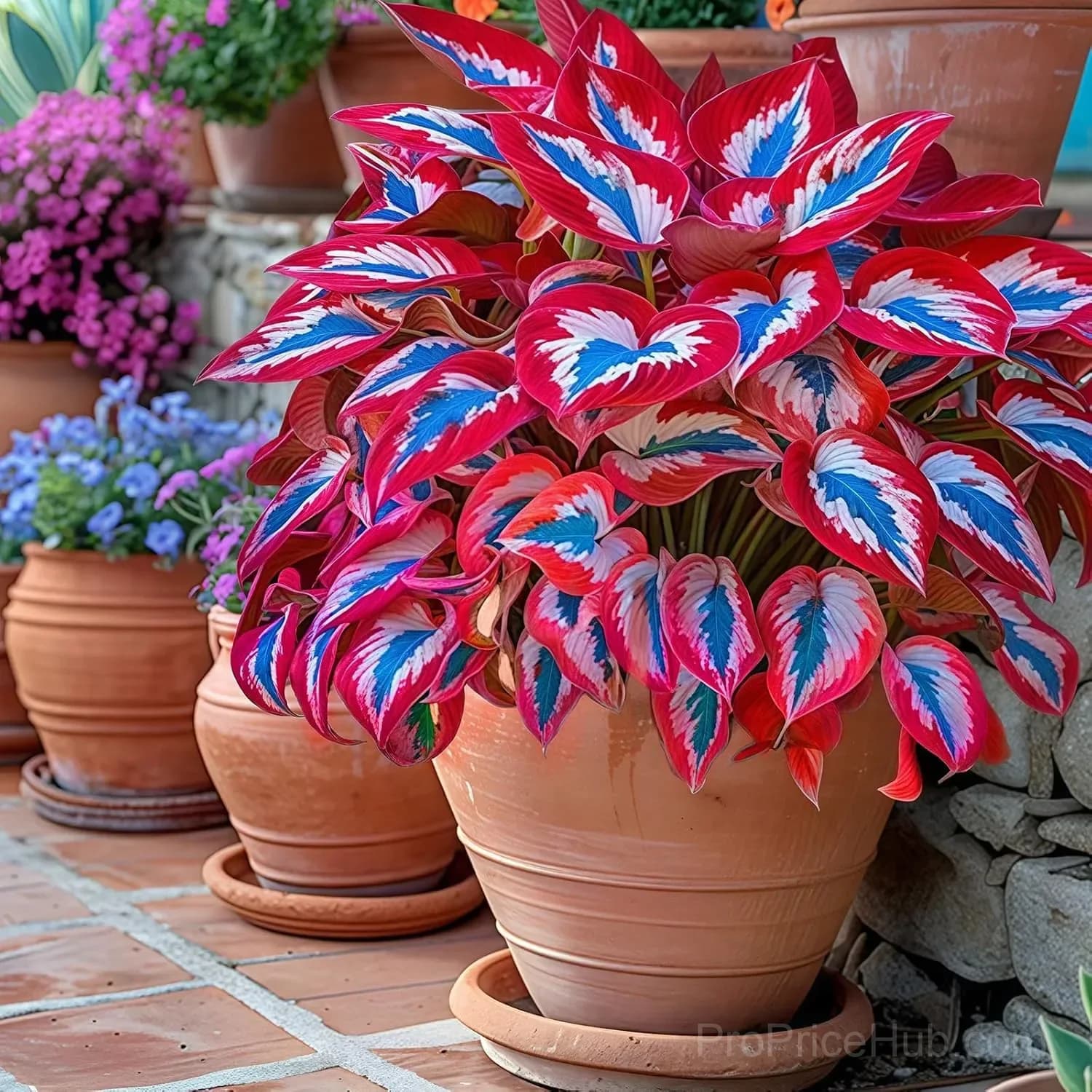 Mutilcolor Hosta Seeds - Alt