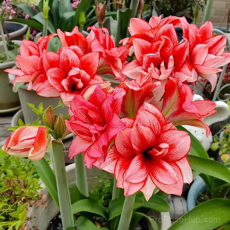 Double-Flowered Amaryllis Bulbs for Garden Planting - View 5