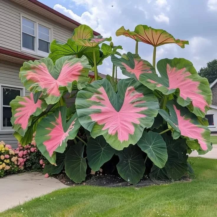 Rare Giant Multi-Color Caladium Bulbs – Tropical Leaves, Easy to Grow - View 14