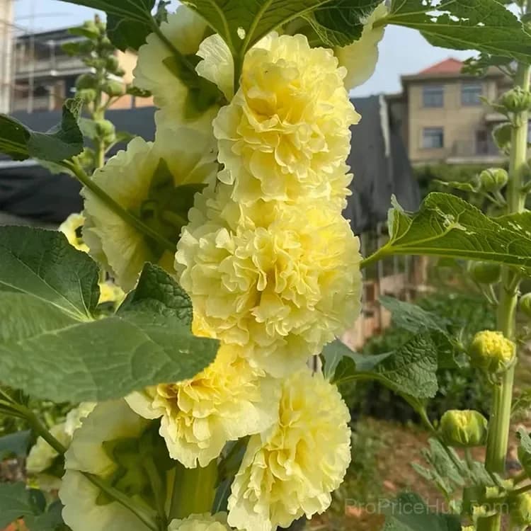 Rare Double Hollyhock Seeds - View 2