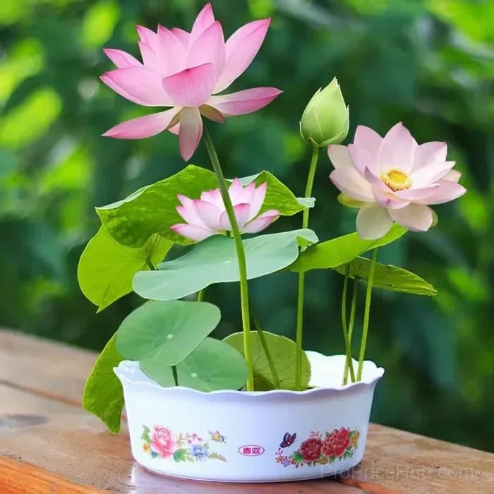 Sacred Bonsai Bowl Lotus Seeds – Water Garden Variety - View 6