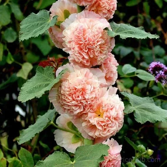 Rare Double Hollyhock Seeds - Alt
