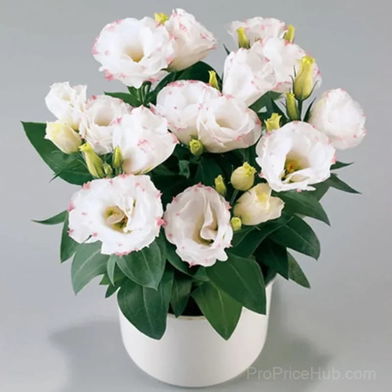 Eustoma Thornless Rose Lisianthus Seeds - 7 Day Germination - View 36