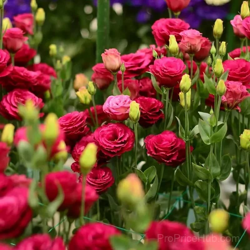 Eustoma Thornless Rose Lisianthus Seeds - 7 Day Germination - View 22
