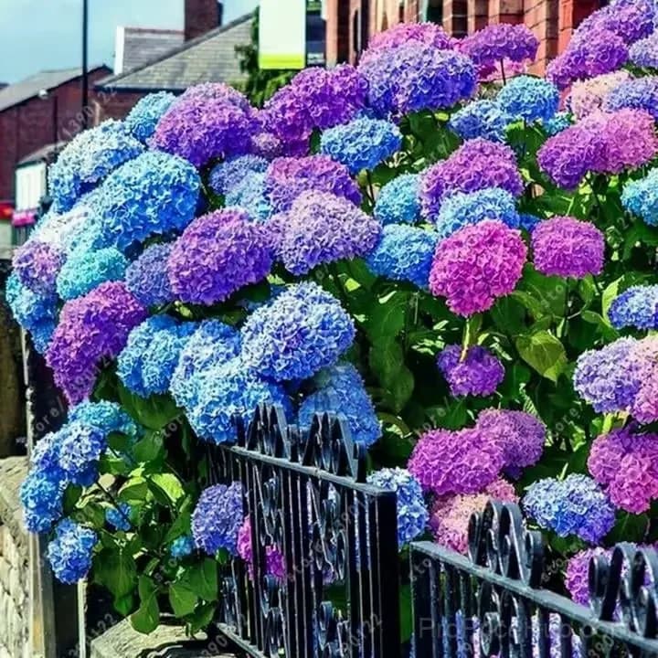 Mix Hydrangea Seeds, Perennial, 200 Seeds - View 3