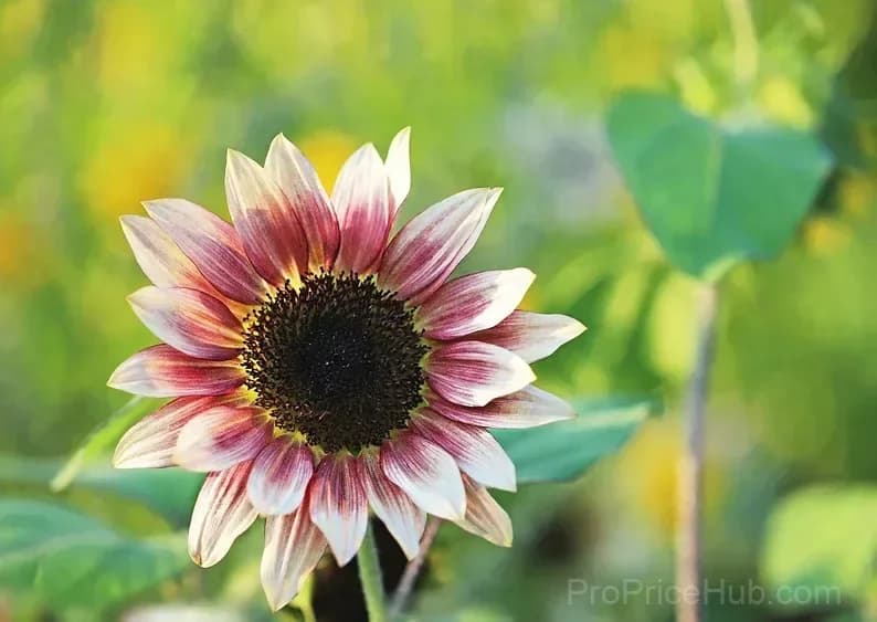 Cherry Rose Sunflower Seeds - View 5
