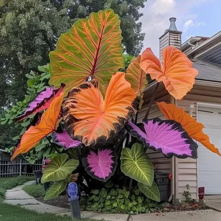 Rare Giant Multi-Color Caladium Bulbs – Tropical Leaves, Easy to Grow - Main