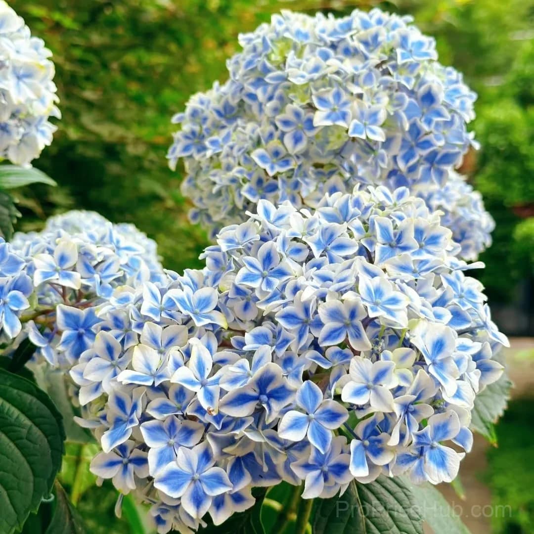 Mix Hydrangea Seeds, Perennial, 200 Seeds - View 9
