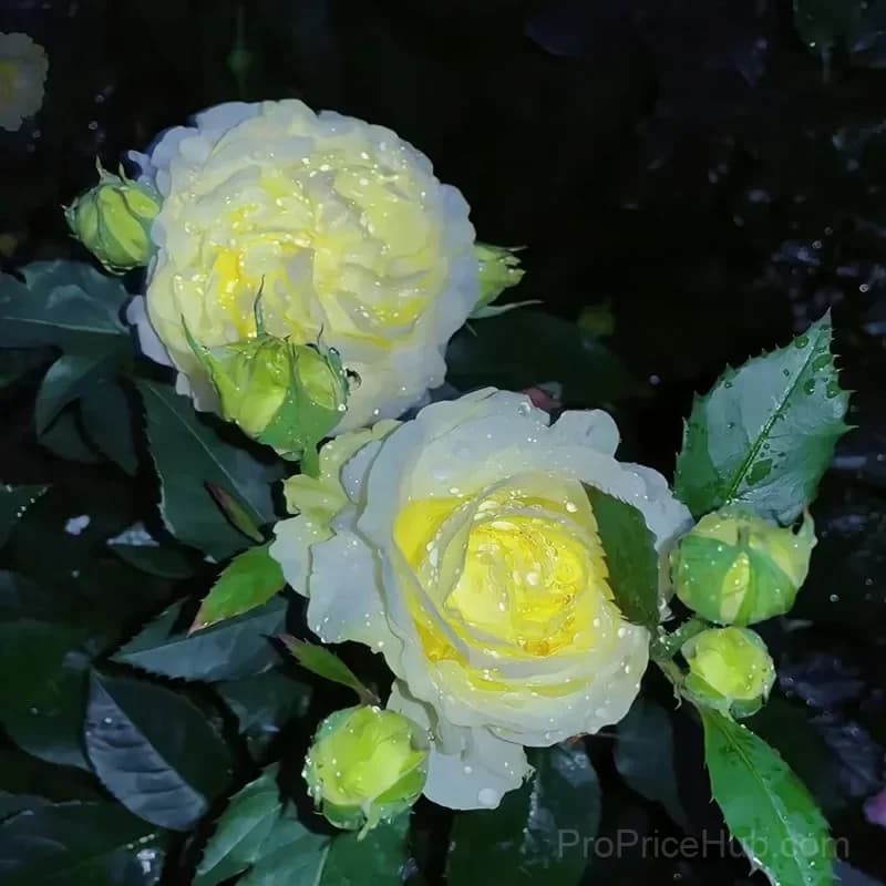 Eustoma Thornless Rose Lisianthus Seeds - 7 Day Germination - View 7