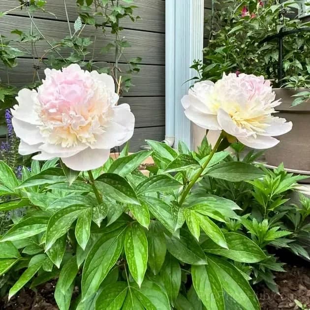 Double Petaled Piani Queen of Flowers Seeds - View 21