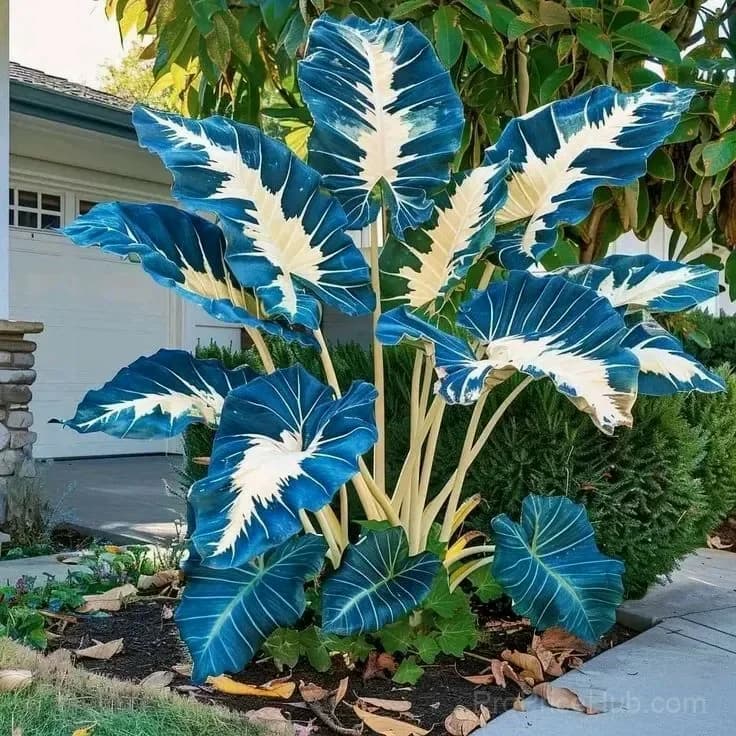 Giant Alocasia Bulbs – Tropical Houseplant Bulbs - View 8