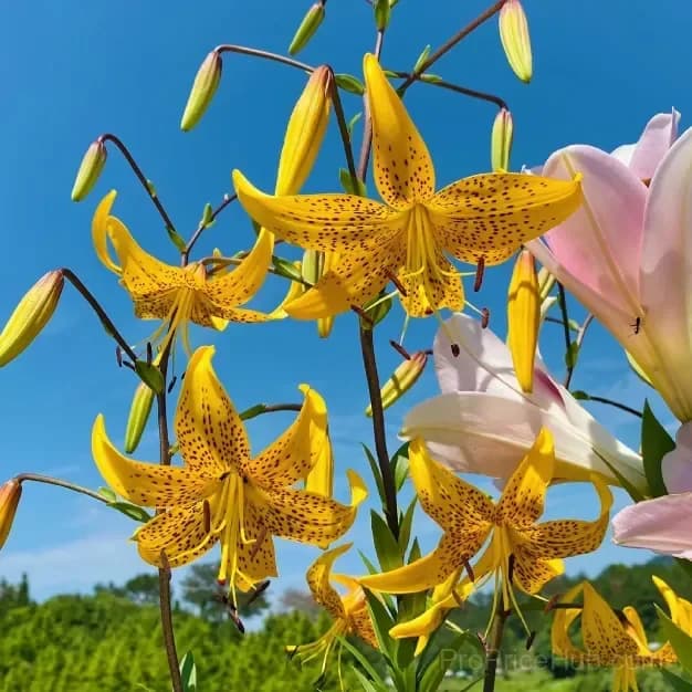 Rare Tiger Lily Bulbs - View 16