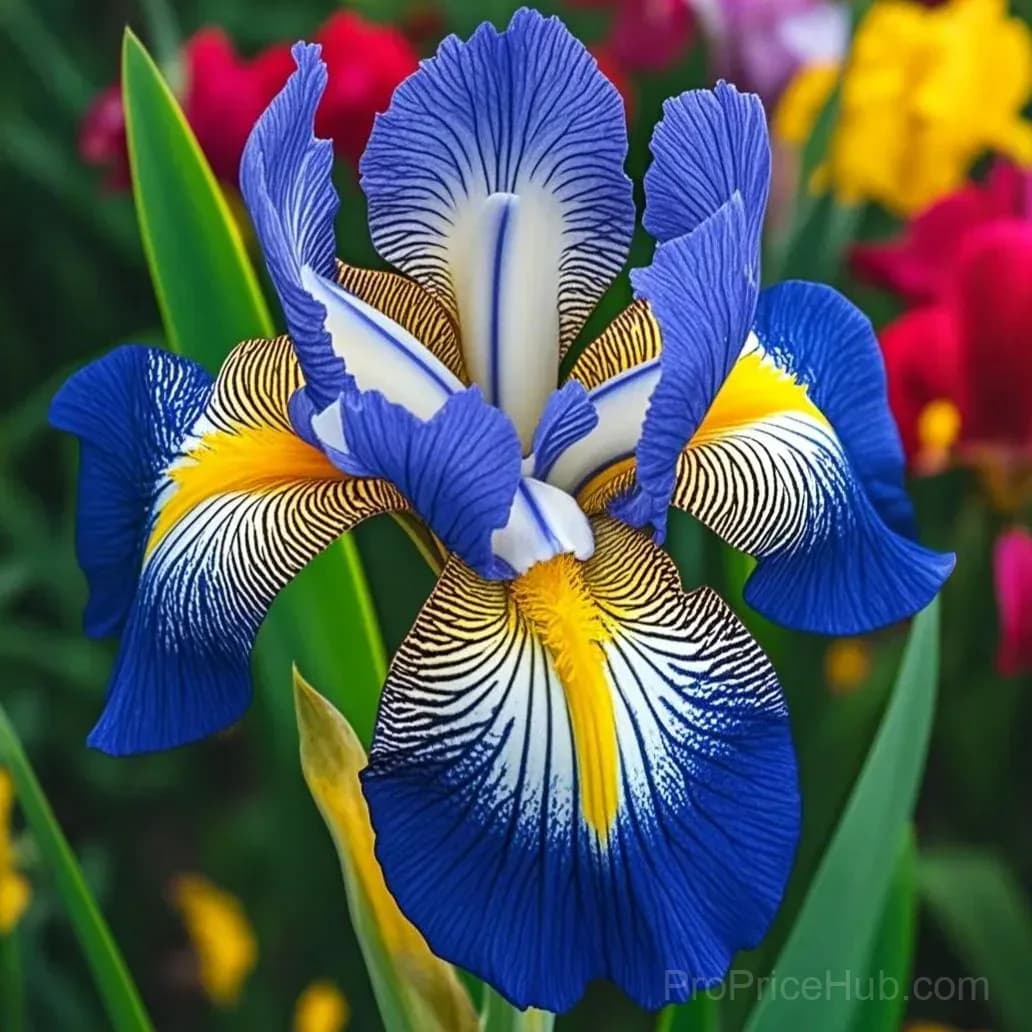 Signature Tall Bearded Iris – Premium Garden Bulbs - View 37