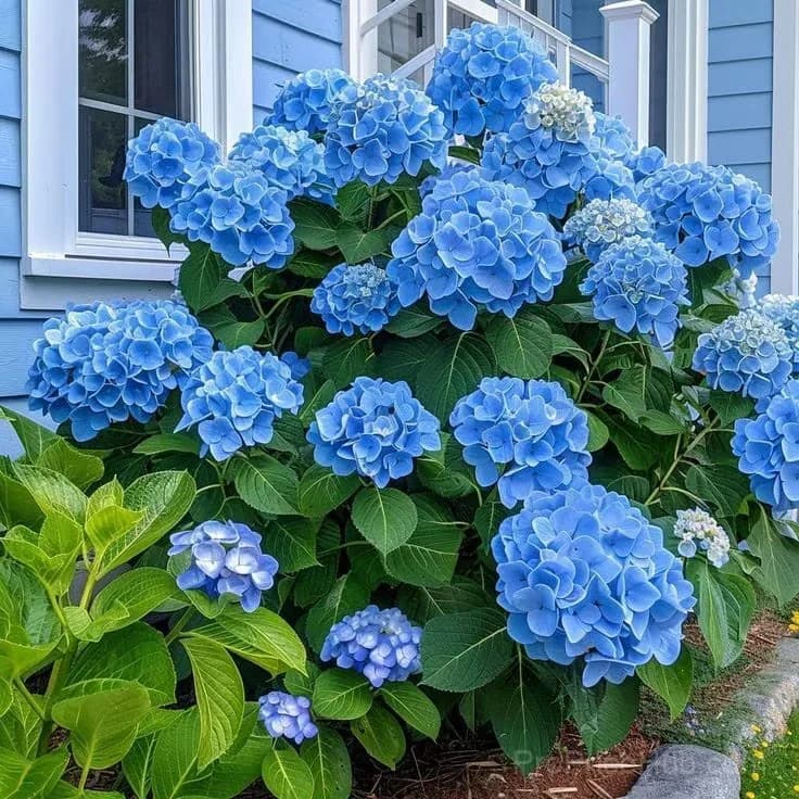 Mix Hydrangea Seeds, Perennial, 200 Seeds - View 6