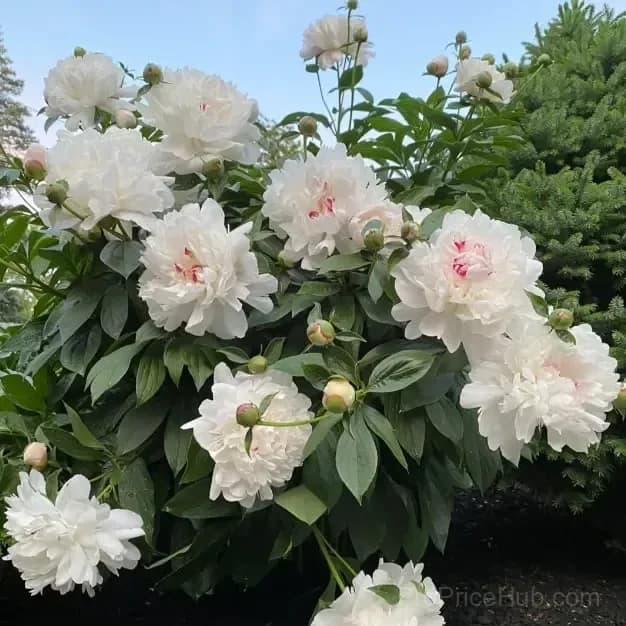 Double Petaled Piani Queen of Flowers Seeds - View 8