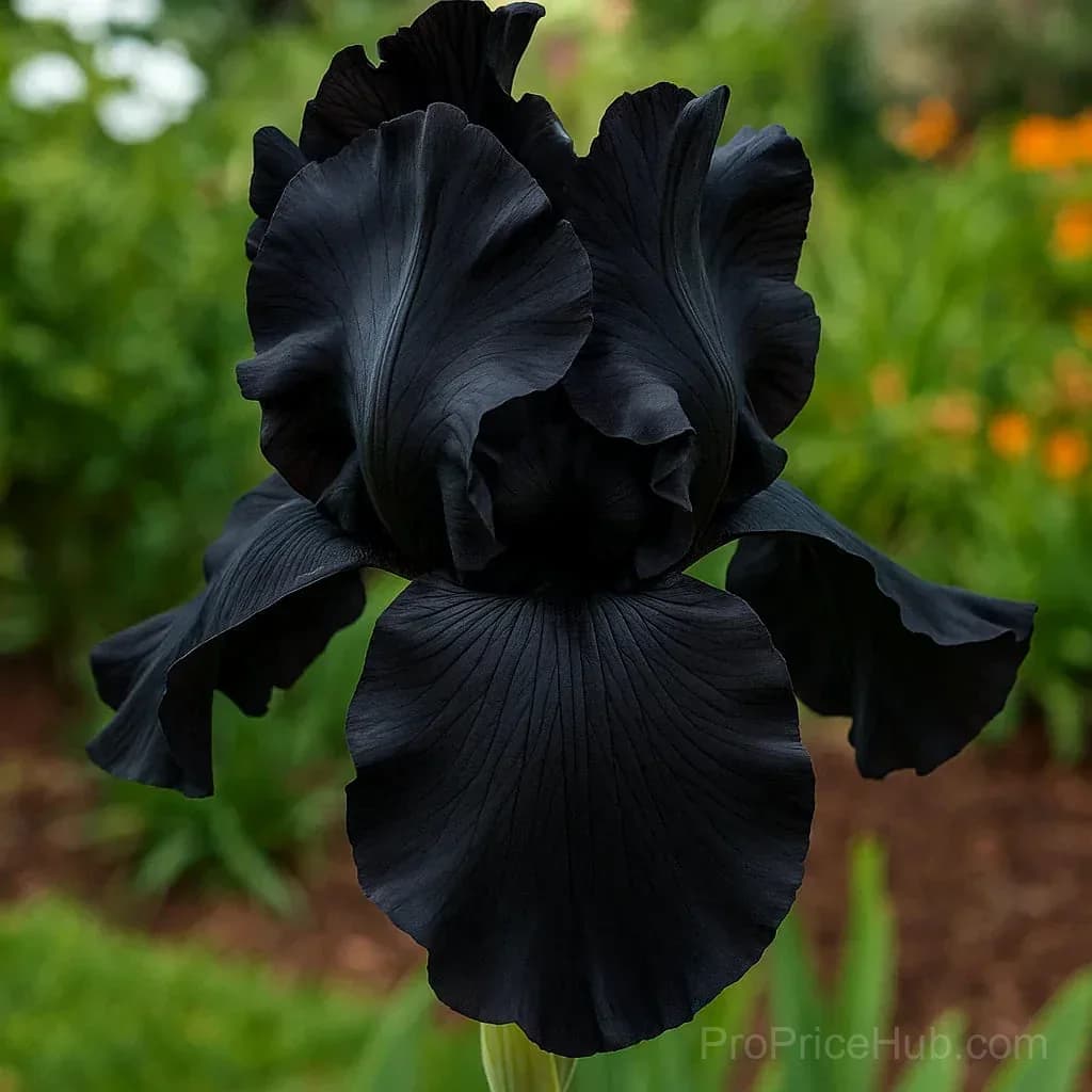Signature Tall Bearded Iris – Premium Garden Bulbs - View 6