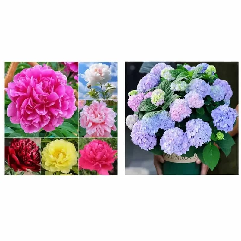 Double Petaled Piani Queen of Flowers Seeds - View 13