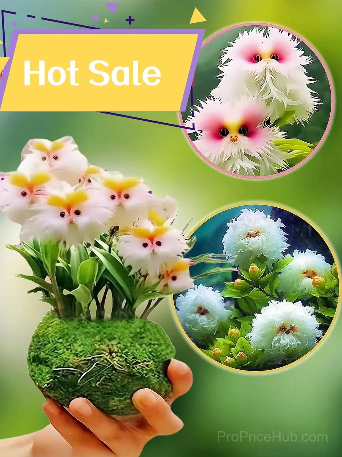 Dazzling Cat's Eye Seeds - View 5