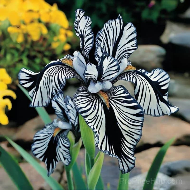 Signature Tall Bearded Iris – Premium Garden Bulbs - View 9