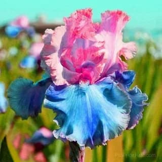 Signature Tall Bearded Iris – Premium Garden Bulbs - View 15