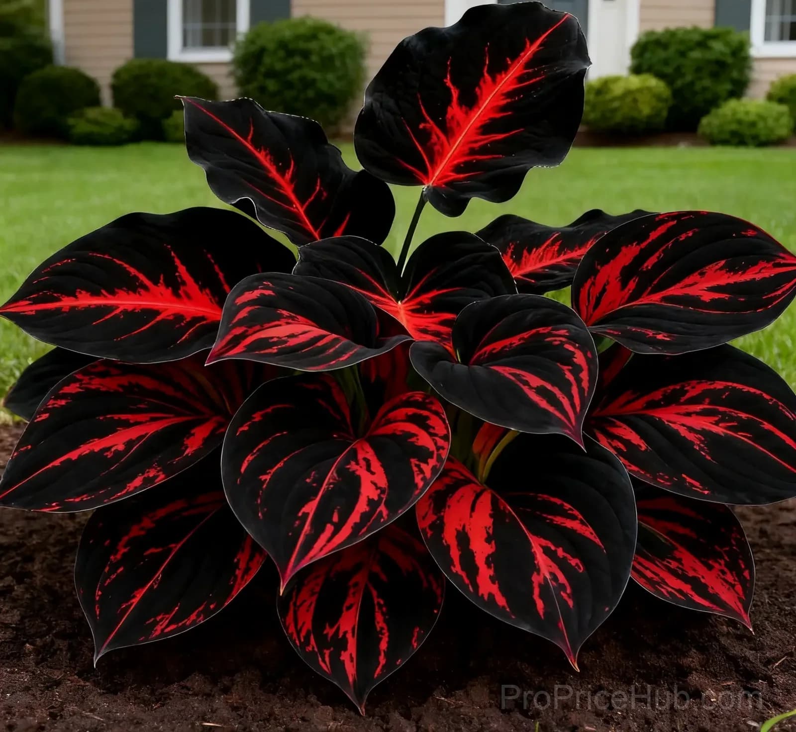 Midnight Blue Hosta Bulbs with Deep Blue Foliage - View 12