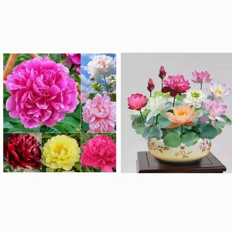 Double Petaled Piani Queen of Flowers Seeds - View 11