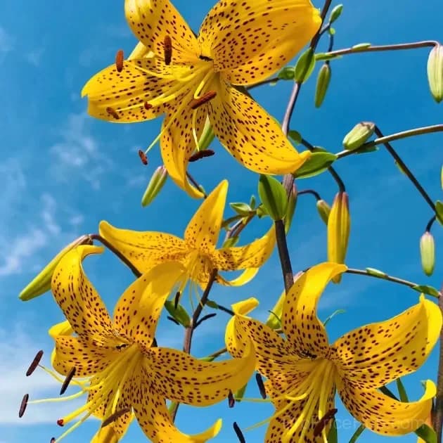 Rare Tiger Lily Bulbs - View 15