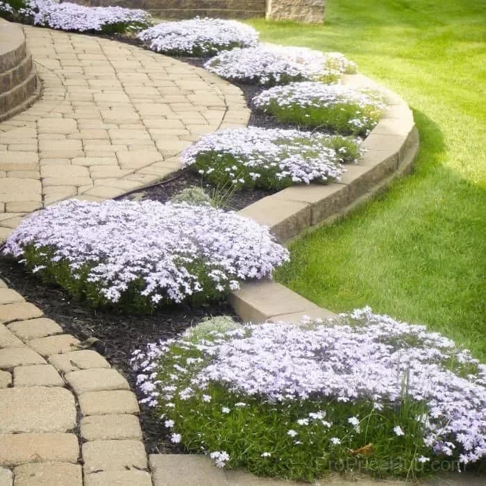 Creeping Phlox Seeds - Perennial Ground Cover with Vibrant Flowers - Alt