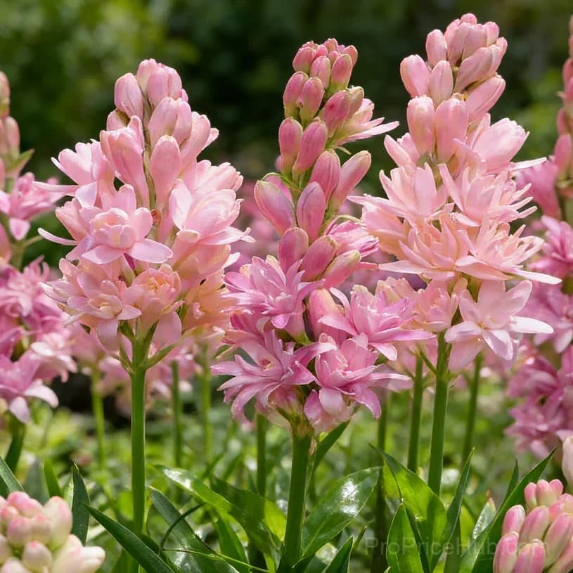 Double Perfume Tuberose Bulbs - Moon Garden Flower - View 12