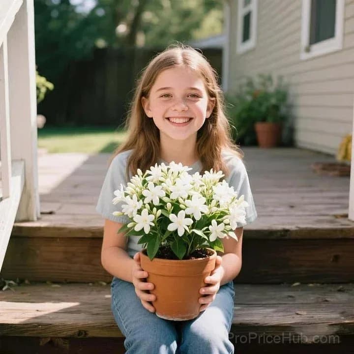 Double Jasmine Seeds – Double-Flowered Variety for Garden - Alt