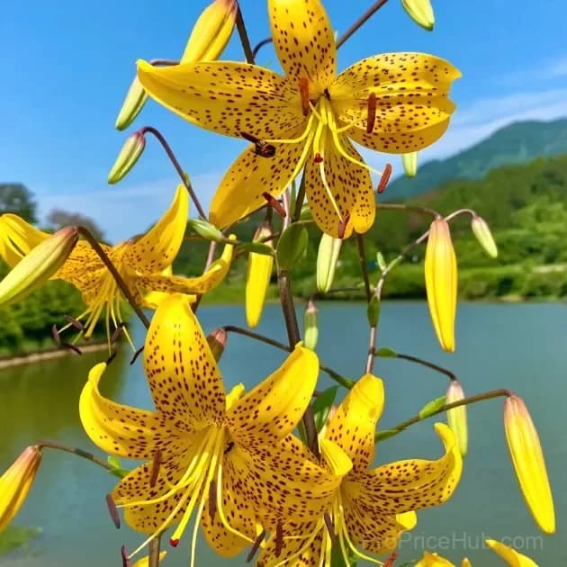 Rare Tiger Lily Bulbs - View 14