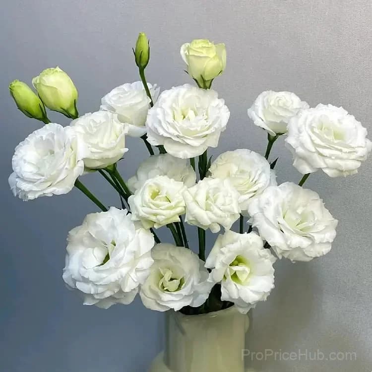 Eustoma Thornless Rose Lisianthus Seeds - 7 Day Germination - View 40