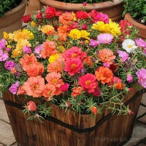 5000+ Four Season Mixed Moss Rose Seeds - Main