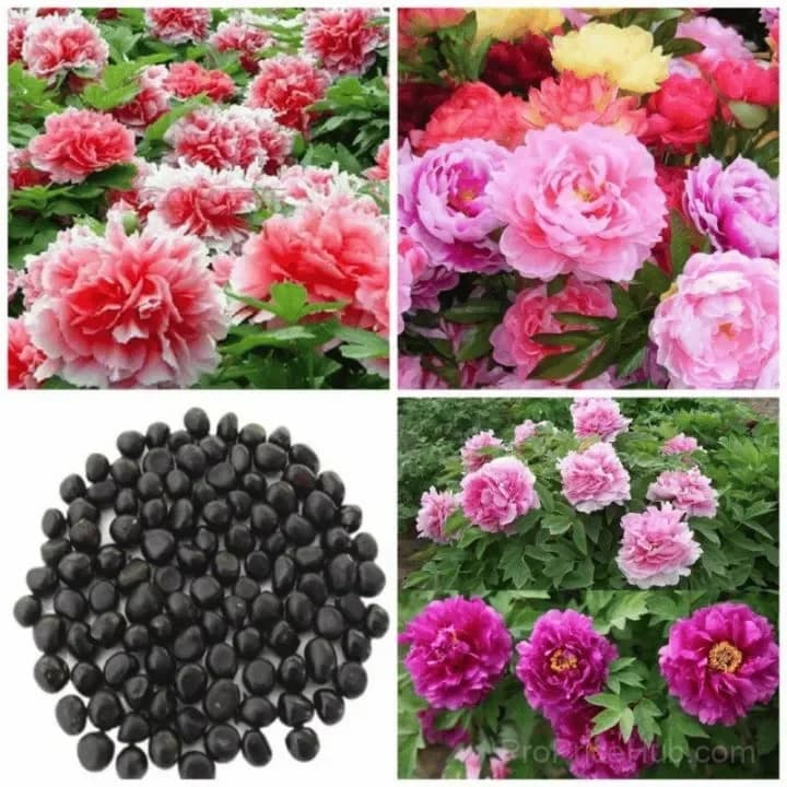 Double Petaled Piani Queen of Flowers Seeds - View 10