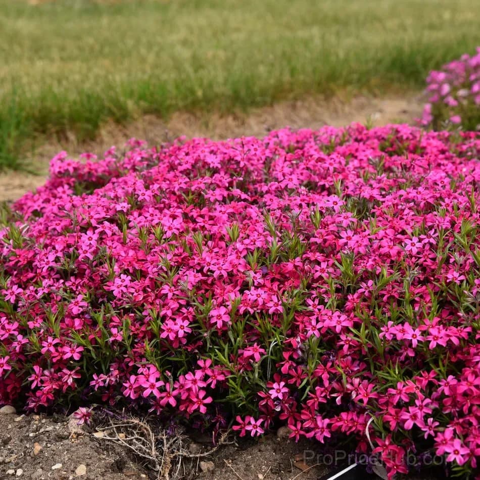 Creeping Phlox Seeds - Perennial Ground Cover with Vibrant Flowers - View 8