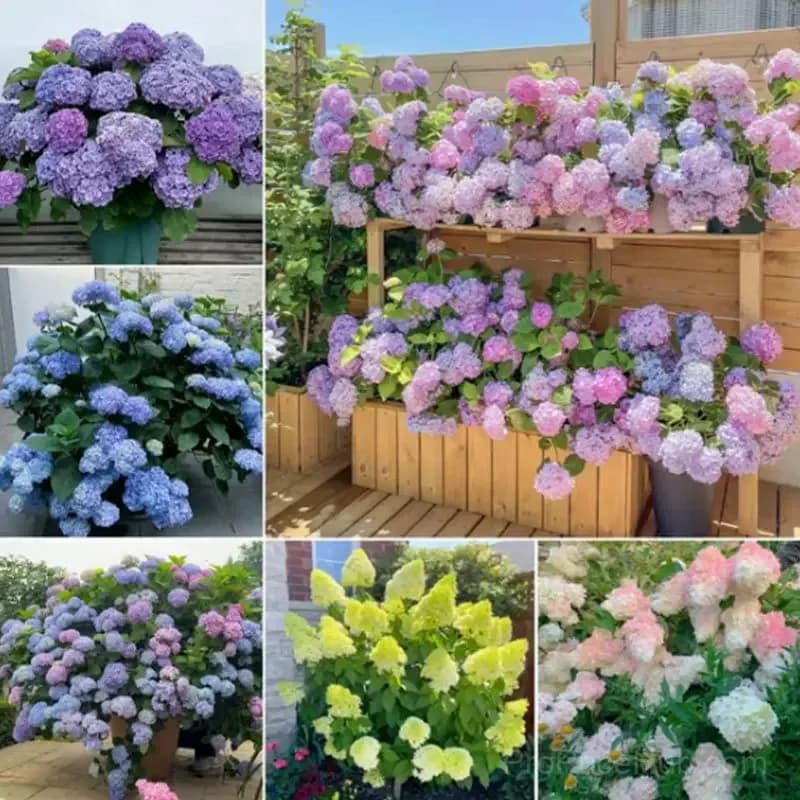 Oakleaf Hydrangea Seeds - Four Seasons of Changing Beauty - View 7