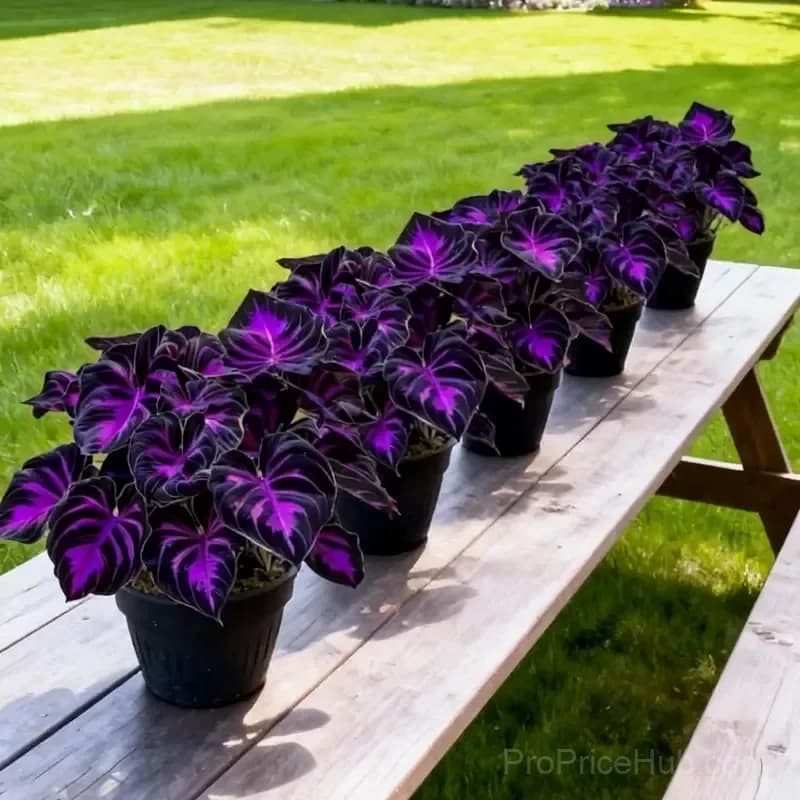 Premium Hosta Seeds for Lush Shade Gardens - View 17
