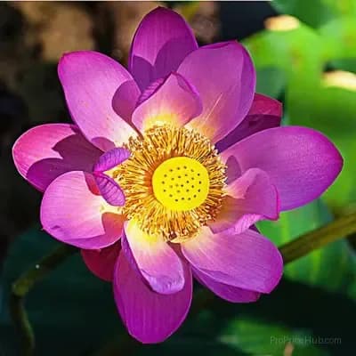 Sacred Bonsai Bowl Lotus Seeds – Water Garden Variety - View 11