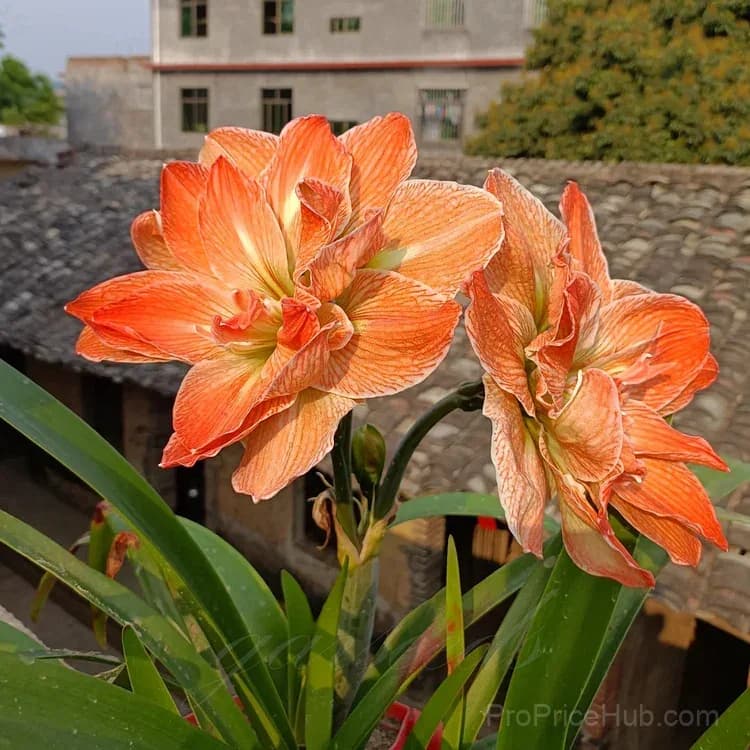 Double-Flowered Amaryllis Bulbs for Garden Planting - View 11