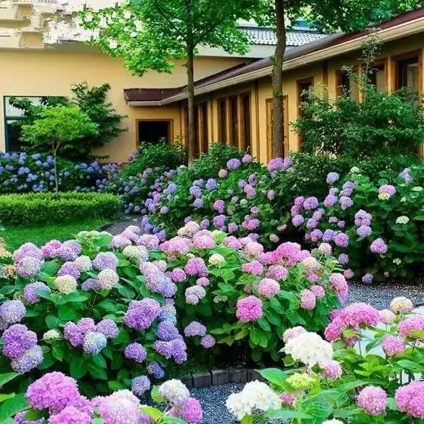 Mix Hydrangea Seeds, Perennial, 200 Seeds - View 14