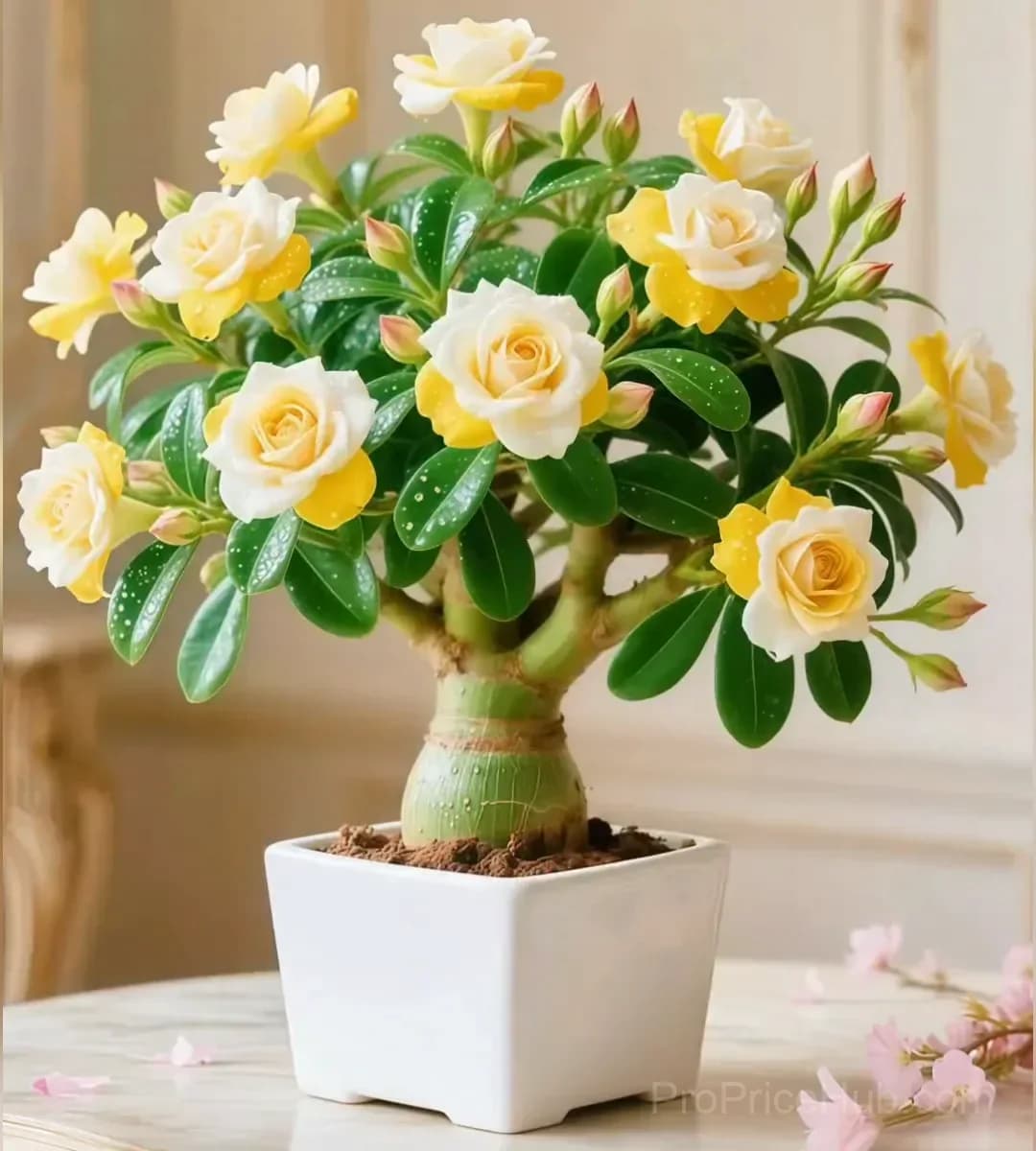 Desert Rose Bulbs - Exotic Flowering Plant for Garden - View 7