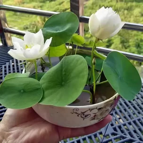 Sacred Bonsai Bowl Lotus Seeds – Water Garden Variety - View 7