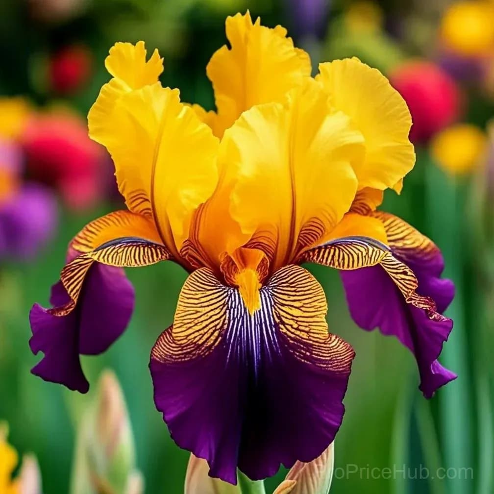 Signature Tall Bearded Iris – Premium Garden Bulbs - View 36