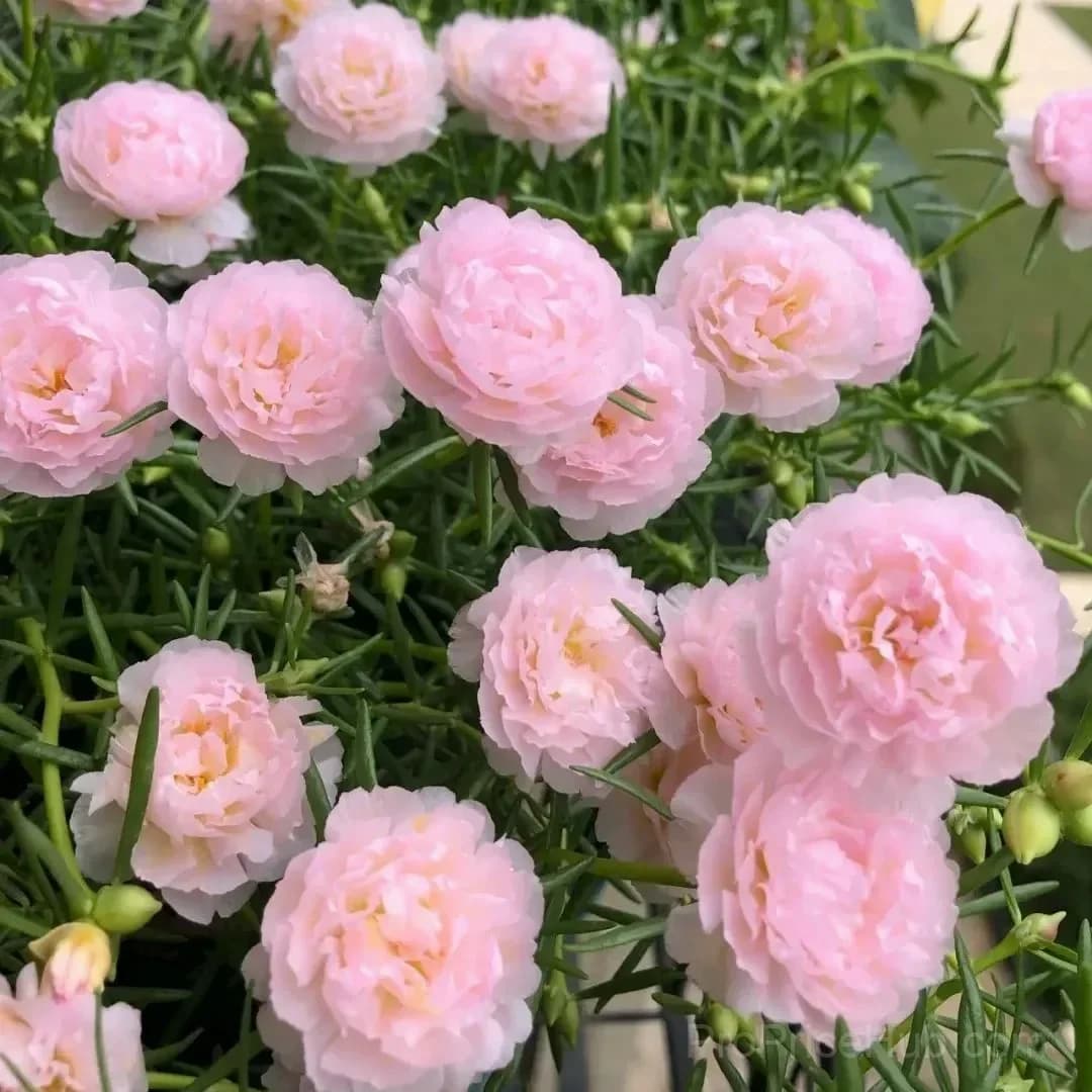 5000+ Four Season Mixed Moss Rose Seeds - View 8