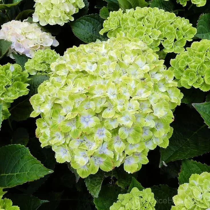 Mix Hydrangea Seeds, Perennial, 200 Seeds - View 10