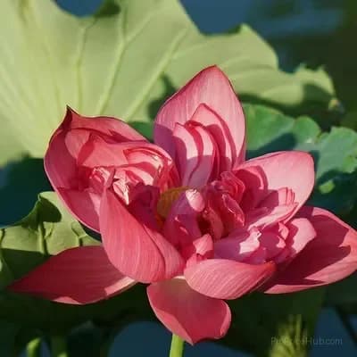 Sacred Bonsai Bowl Lotus Seeds – Water Garden Variety - View 9