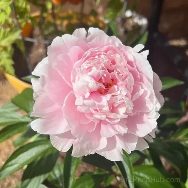 Double Petaled Piani Queen of Flowers Seeds - View 26