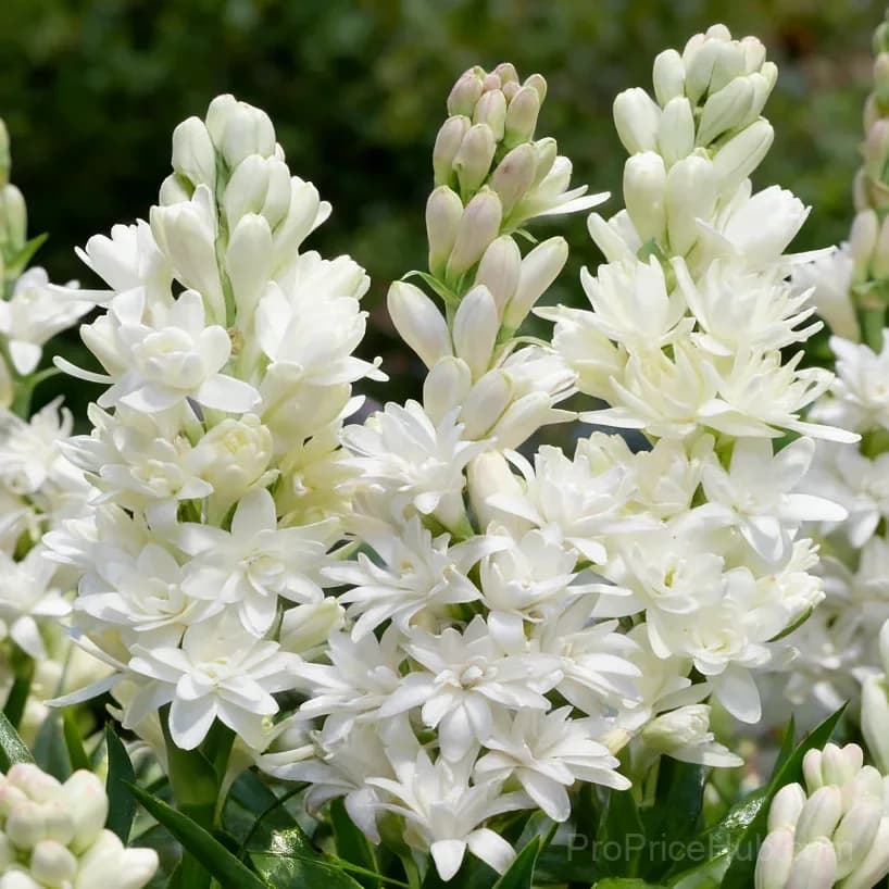 Double Perfume Tuberose Bulbs - Moon Garden Flower - View 19
